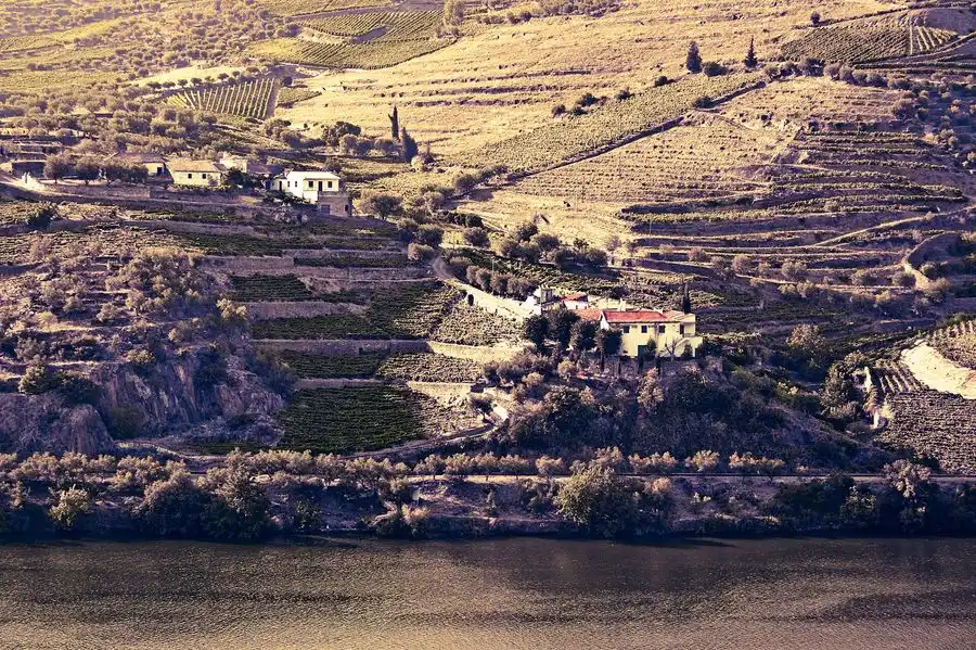 Golden terraced vineyards of the Douro Valley above the river on a wine tour from Porto